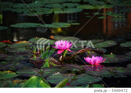 熱帯産スイレン02 5400472