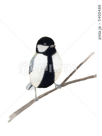 鳥の絵 シジュウカラ 冬のイラスト素材