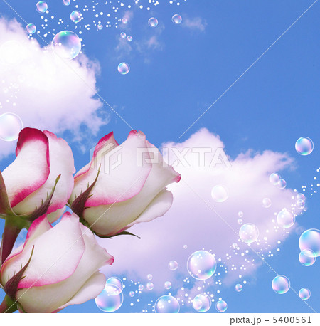 Roses 5400561