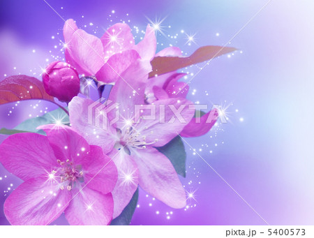 Cherry blossom 5400573