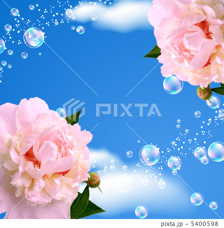 Peony against the sky 5400598