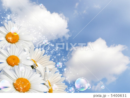 Daisies against the sky 5400631