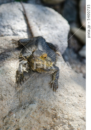 エリマキトカゲ　全身  5400735