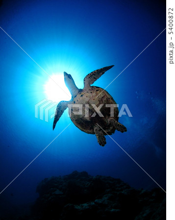 水底から撮影した太陽とウミガメ 5400872