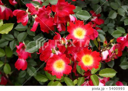 コクテール 5400993