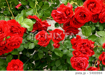 シンパシー 5400994