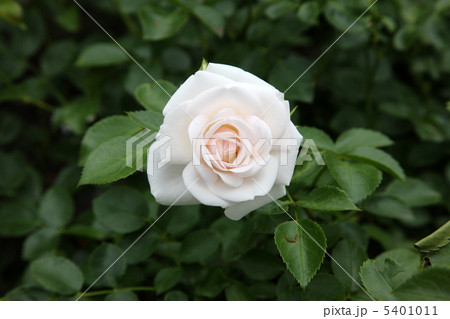 アスピリンローズ 5401011