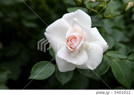 アスピリンローズ アスピリンローズ 5401012