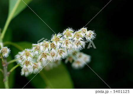 ホルトノキ 5401125