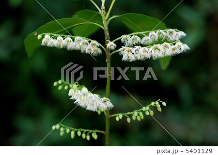 ホルトノキ ホルトノキ 5401129