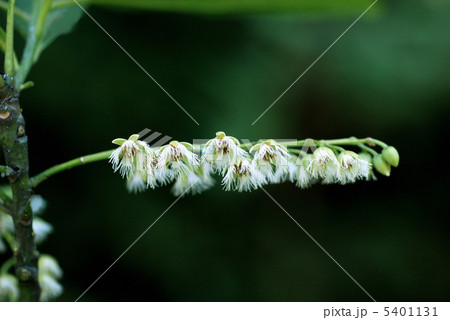 ホルトノキ ホルトノキ 5401131