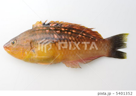 ホシササノハベラ ホシササノハベラ 5401352