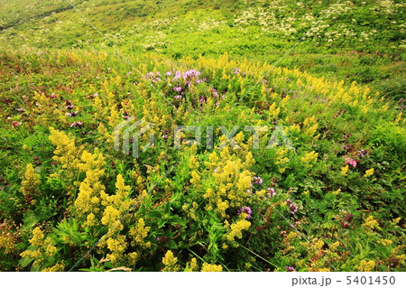 伊吹山お花畑 5401450