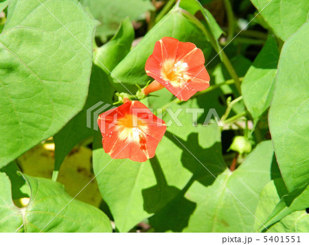 マルバルコウソウ（丸葉縷紅草） 5401551