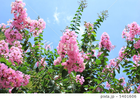 サルスベリと青空 5401606