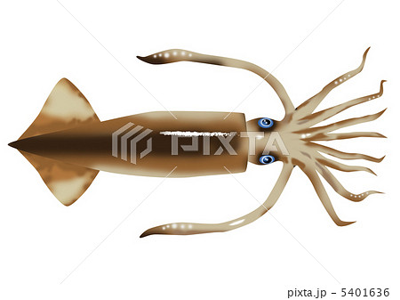 スルメイカ スルメイカ 5401636