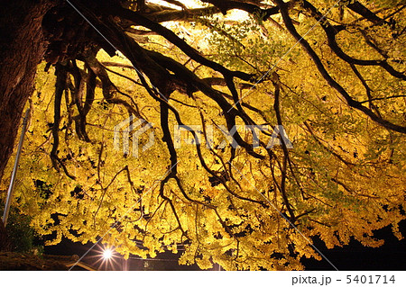 福定の大銀杏 福定の大銀杏 5401714