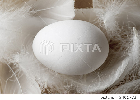 卵と羽根 卵と羽根 5401773