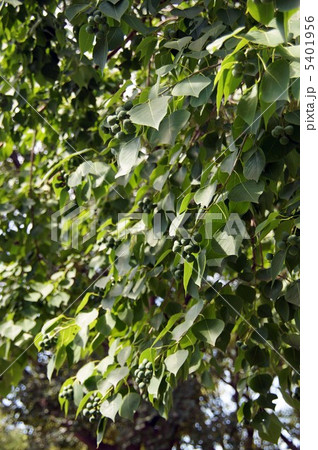 ナンキンハゼの若い実 5401956