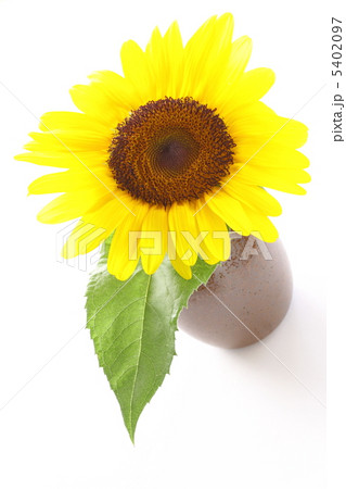 ひまわり 5402097