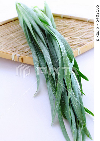 ニラ ニラ 5402105