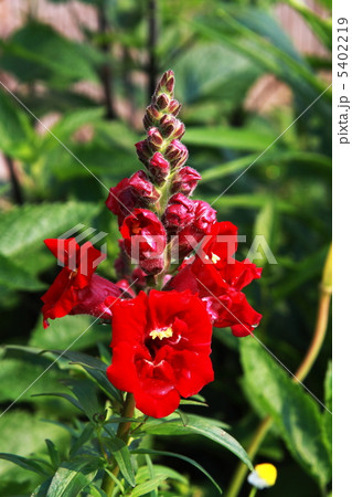 キンギョソウ キンギョソウ 5402219