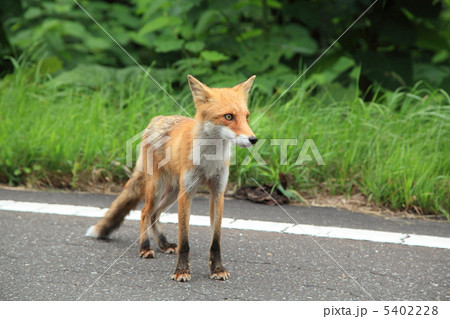 キタキツネ 5402228