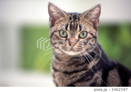 お庭を散歩するアメリカンショートヘア 5402597