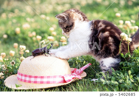 カブトムシと仔猫 カブトムシと仔猫 5402685