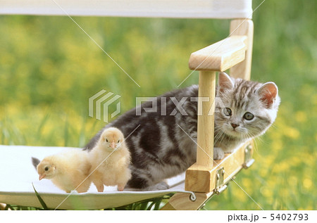 ヒヨコと仲良しアメリカンショートヘアの仔猫 5402793