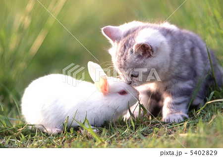 ウサギと仲良しアメリカンショートヘアの仔猫の写真素材