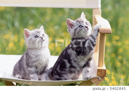 お庭のイスの上の二匹の仔猫 お庭のイスの上の二匹の仔猫 5402843