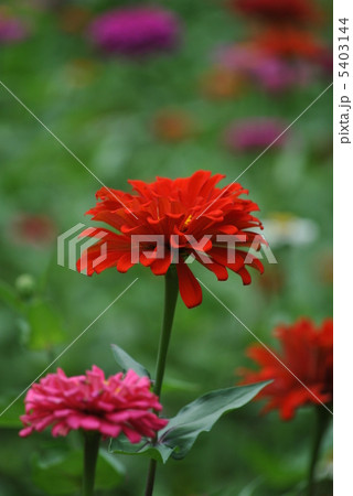 百日草 5403144