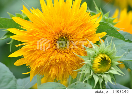 八重の向日葵 八重の向日葵 5403146
