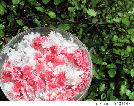 サルスベリ(白＋ピンク)で涼しくアレンジ 5403148