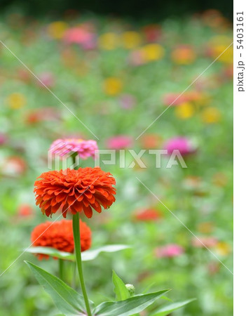 百日草 5403161