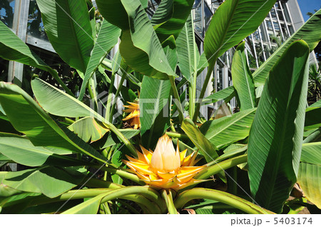 チユウキンレン 5403174