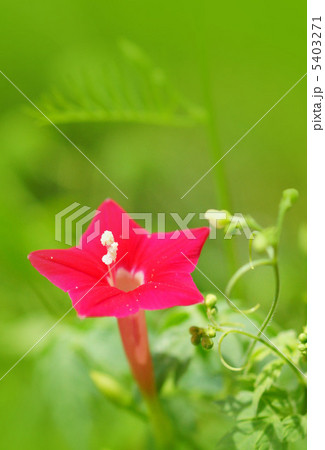 ルコウソウ 5403271