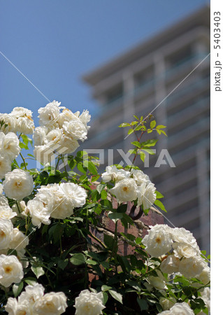 中之島バラ園 5403403