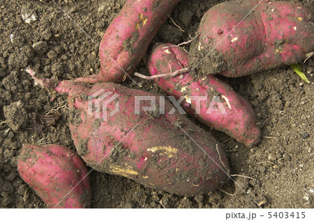 土のついたさつま芋 5403415