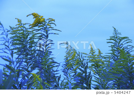 キリン草 5404247