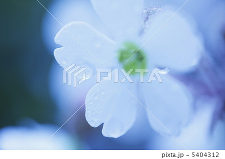 プリムラシネンシス 5404312