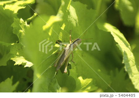 バッタ バッタ 5404405