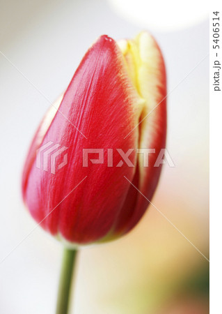 チューリップ チューリップ 5406514