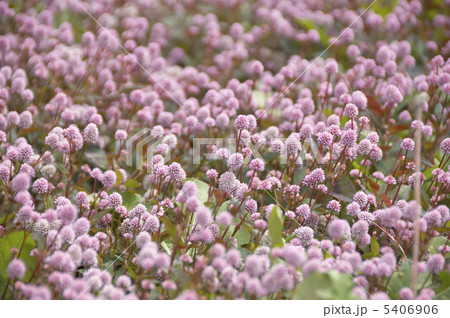 雛菊 雛菊 5406906