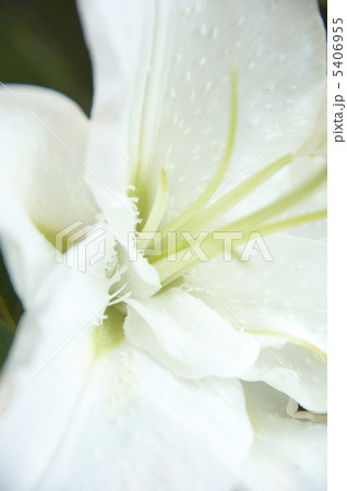 造花の百合 5406955