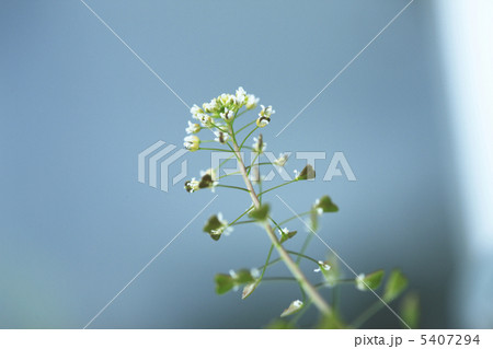 なずな なずな 5407294