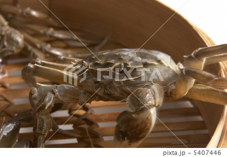 上海がに 上海がに 5407446