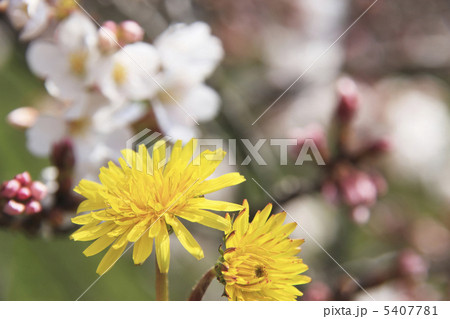 タンポポと桜 タンポポと桜 5407781