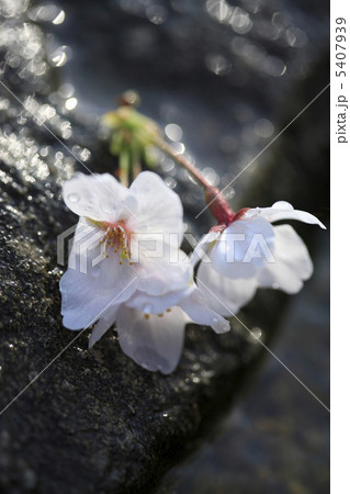 桜の花びら 5407939